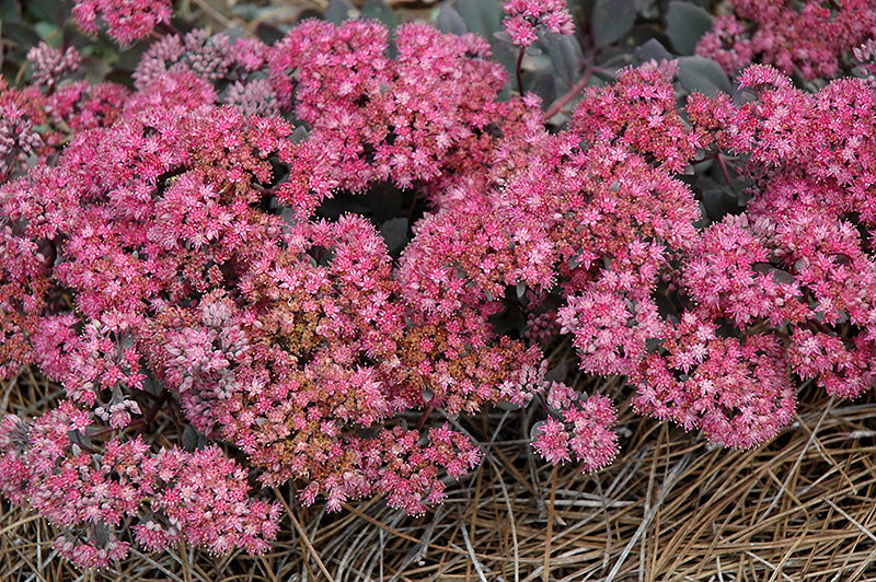 Sedum 'Dazzleberry'