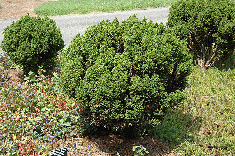 Cryptomeria japonica 'Vilmoriniana'