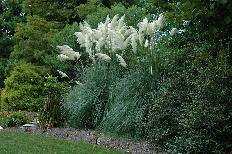 Cortaderia jubata 'White Pampas'