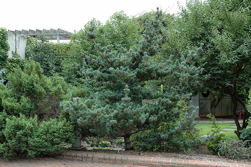 Pinus parviflora 'Brevifolia'