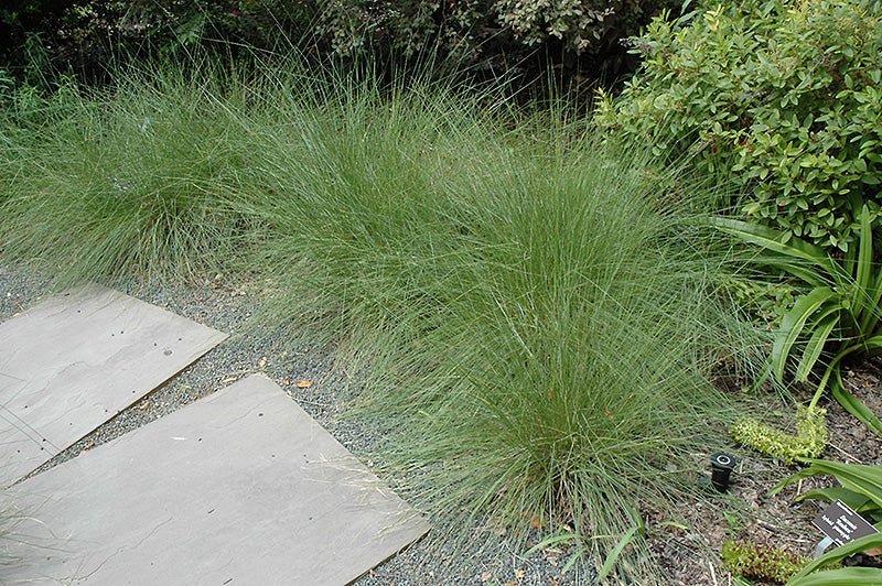 Muhlenbergia capillaris