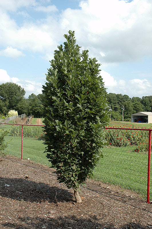 Quercus 'Chimney Fire'