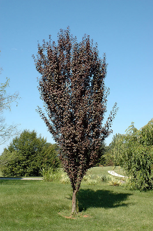 Prunus cerasifera 'Crimson Pointe'