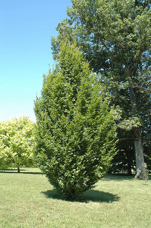 Carpinus betula 'Frans Fontaine'