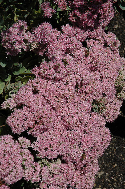 Sedum 'Lime Zinger'