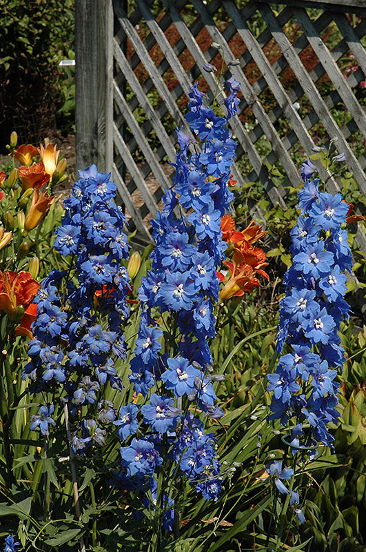 Delphinium 'Cobalt Dreams'