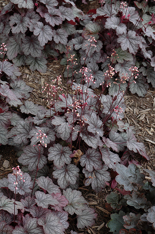 Heuchera x hybrida 'Carnival Rose Granita'