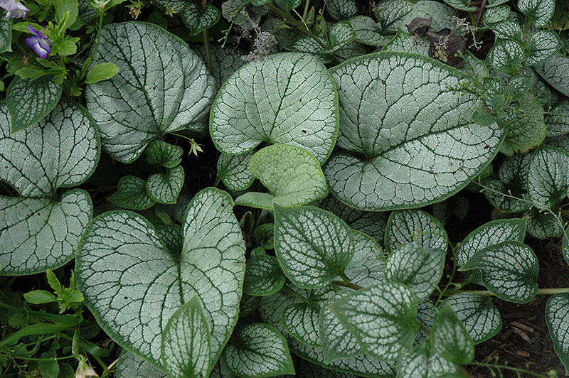 Brunnera macrophylla 'Sea Heart'