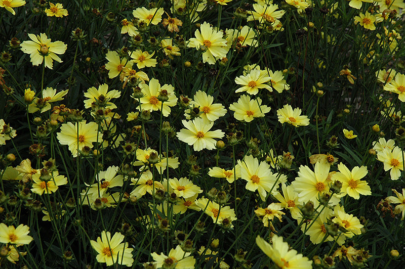 Coreopsis Big Bang 'Full Moon'