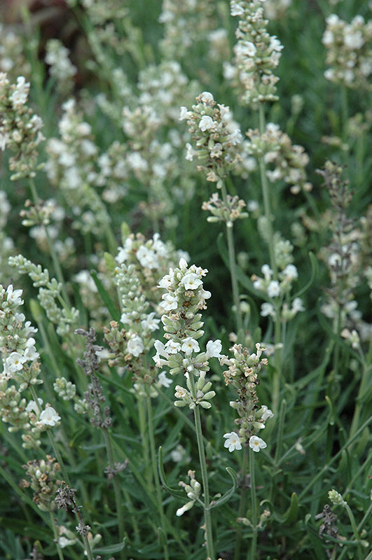 Lavandula angustifolia 'Ellagance Snow'