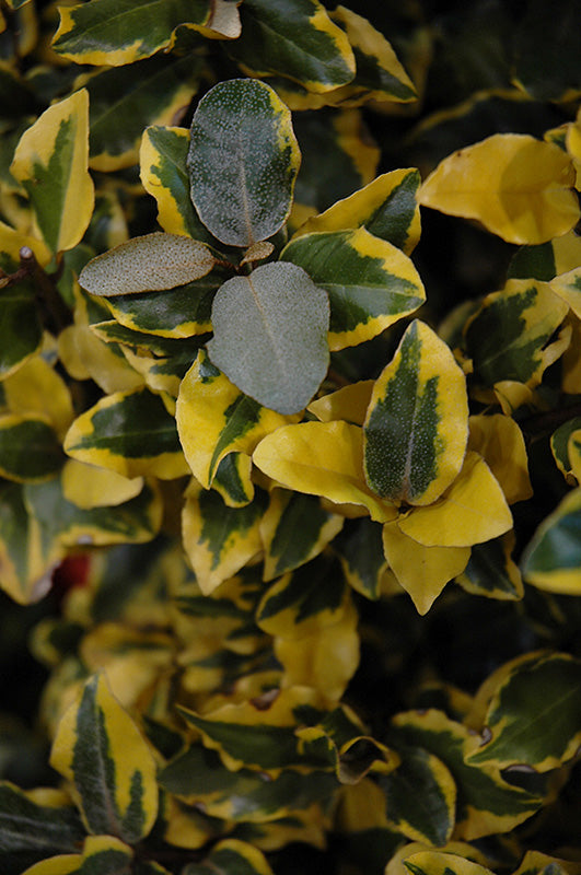 Elaegnus ebbinga 'Olive Martini'