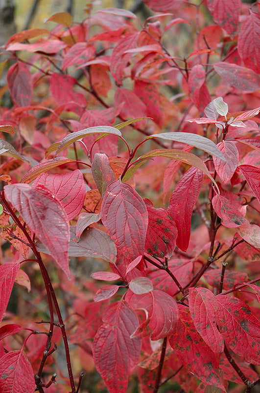 Cornus stolonifera
