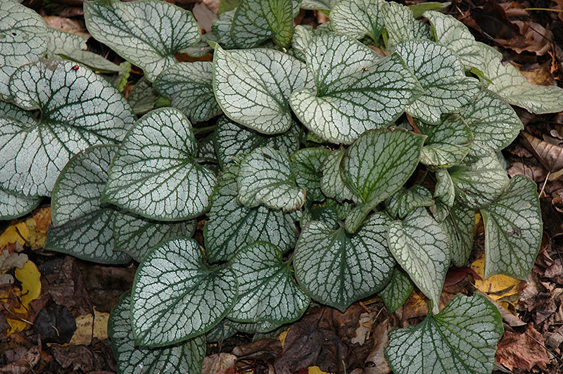 Brunnera macrophylla 'Jack Frost'