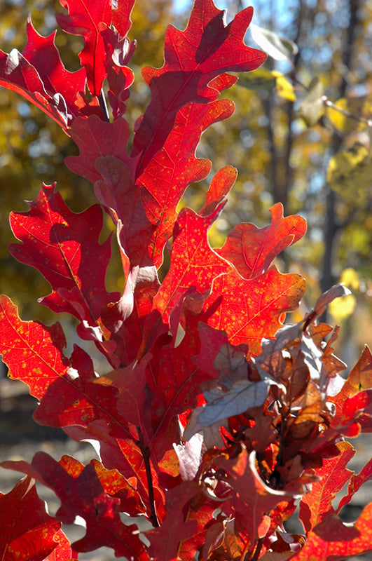 Quercus robur 'Crimson Spire'