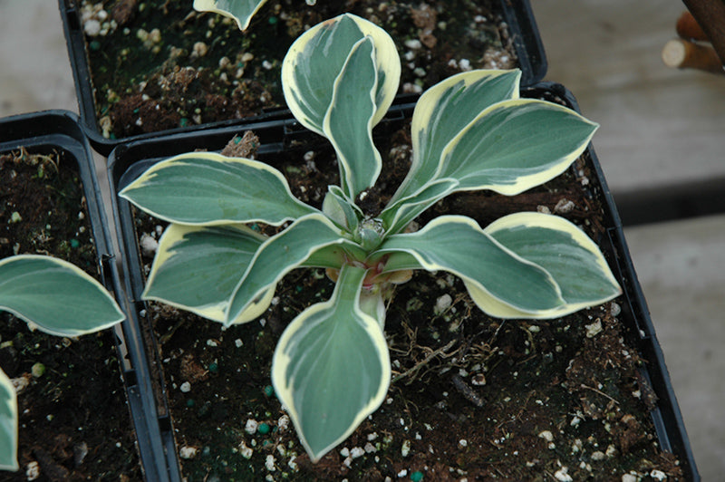 Hosta 'Funny Mouse'