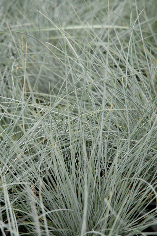 Festuca glauca 'Beyond Blue'