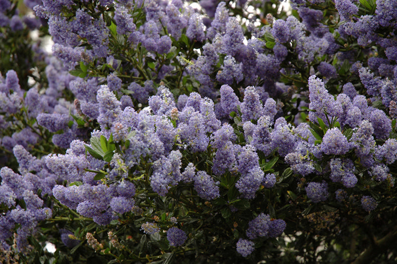 Ceanothus thyrsiflorus 'Victoria'