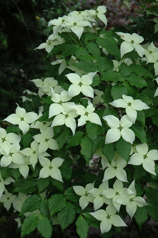 Cornus kousa 'Snow Tower'