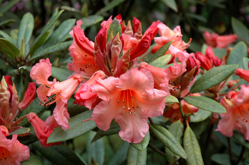 Rhododendron 'Tortoise Shell'