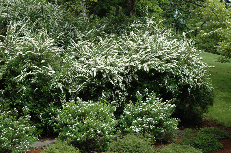 Spiraea nipponica 'Snowmound'