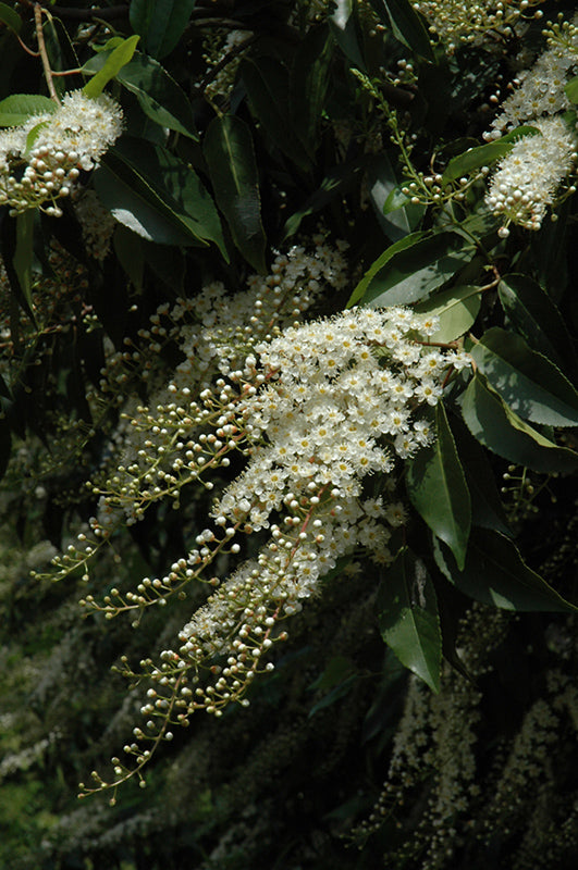 Prunus lusitanica