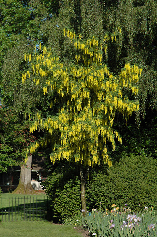 Laburnum x watereri 'Vossii'