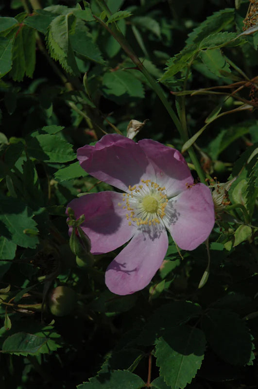 Rosa Nutkana