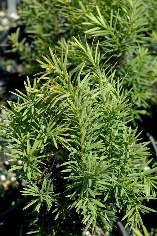 Taxus media 'H.M. Eddie'