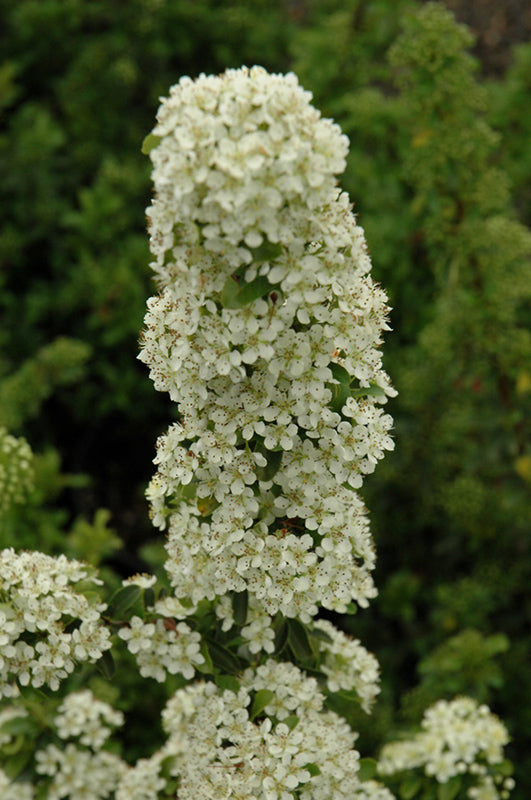 Pyracantha coccinea 'Teton'