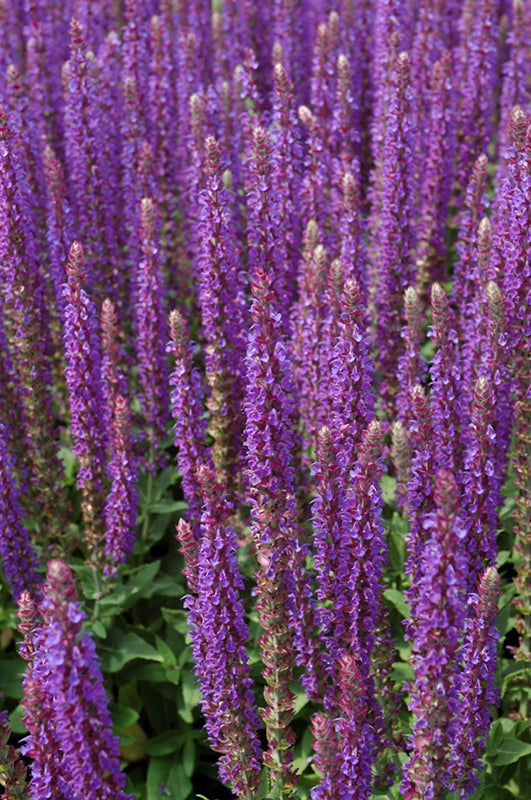 Salvia nemorosa 'East Friesland'