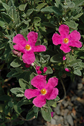 Cistus 'Sunset'