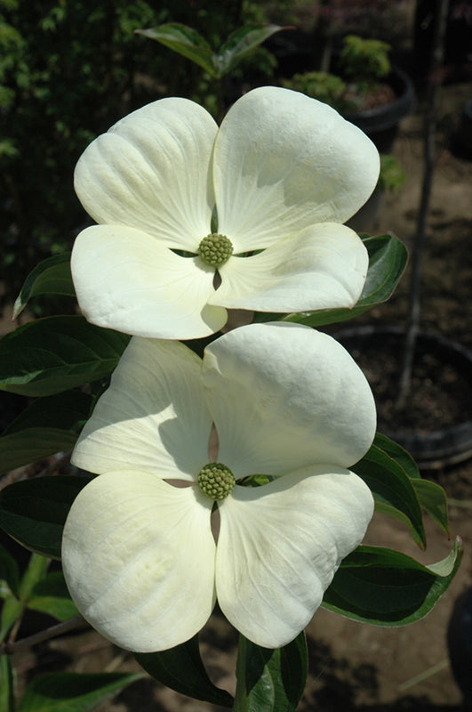 Cornus kousa x nuttallii 'Venus'