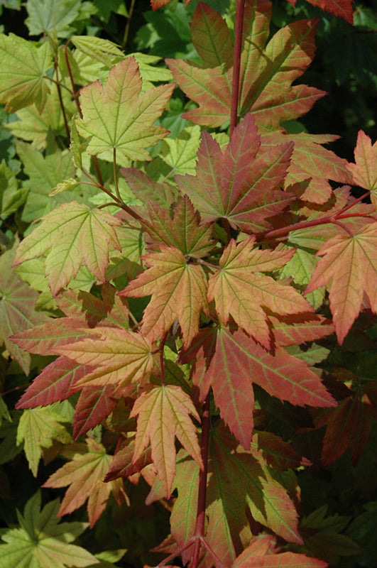 Acer circinatum