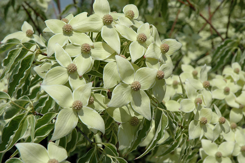 Cornus kousa 'Samaritan'