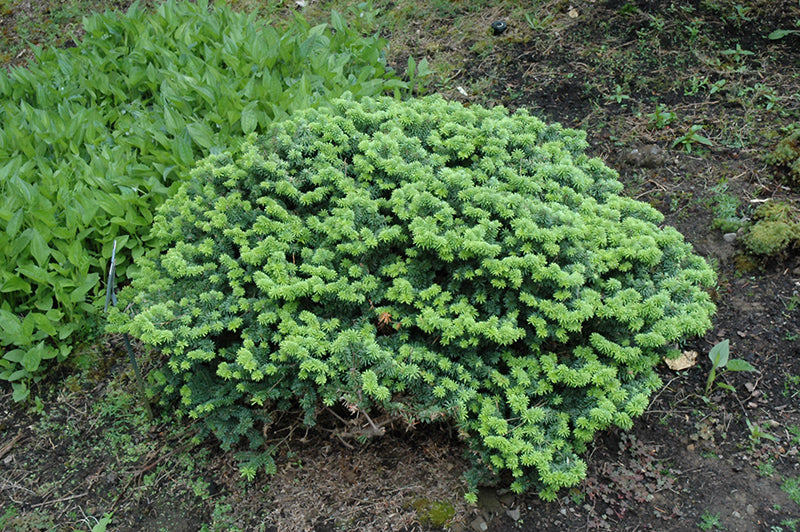 Abies balsamea 'Nana'