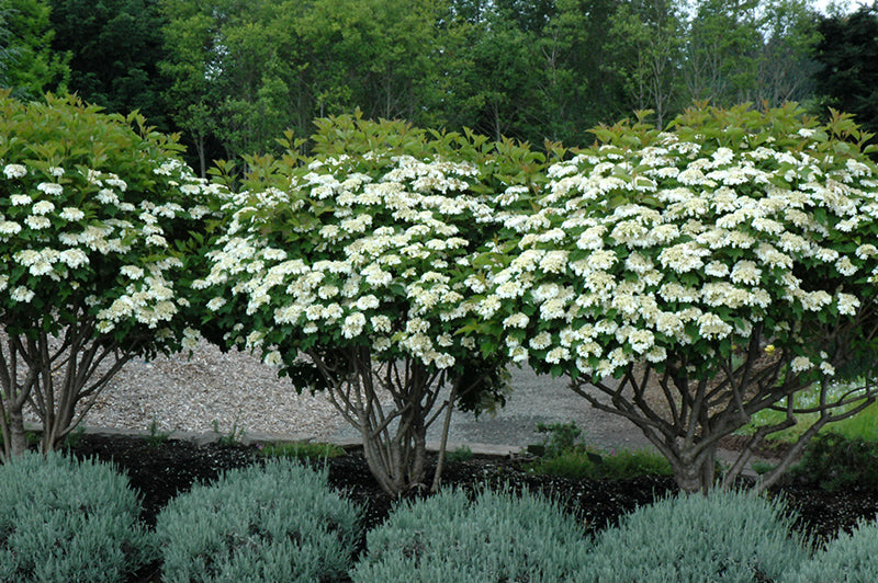 Viburnum Opulus 'Compactum'