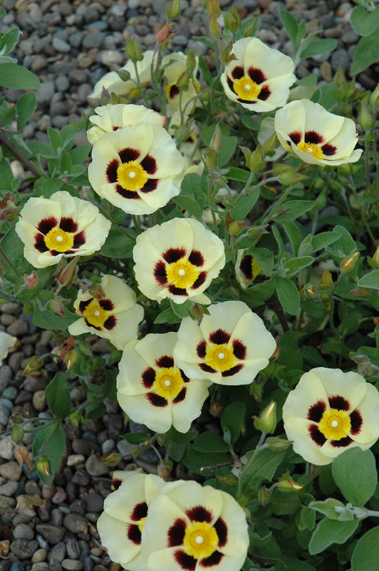 Cistus 'Merrist Wood Cream'