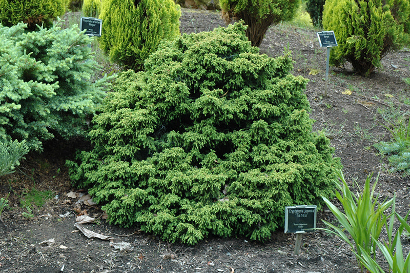 Cryptomeria japonica 'Tansu'