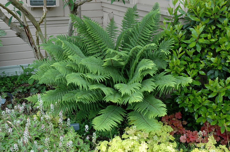 Polystichum munitum