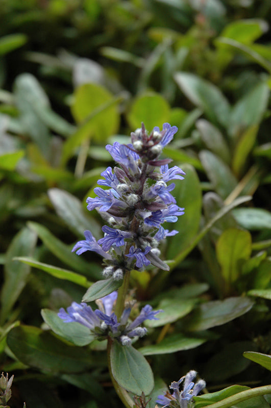 Ajuga 'Blueberry Muffin'