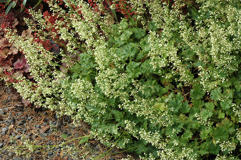 Heuchera 'Apple Crisp'