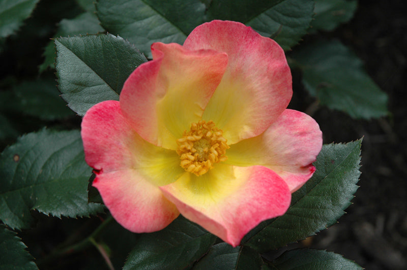 Rosa 'Watercolors Home Run'