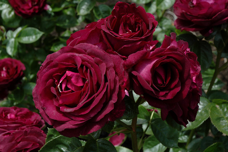 Rosa 'Twilight Zone'