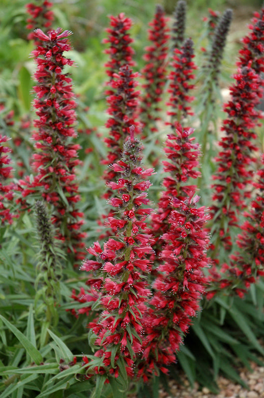Echium amoenum 'Red Feathers'