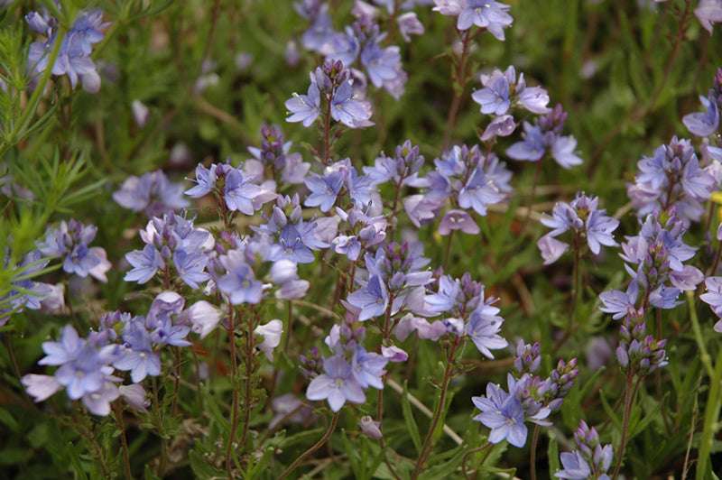 Veronica spicata 'Blue Carpet'