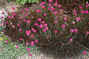 Armeria maritima 'Rubrifolia' (Red-leaved Sea Thrift)