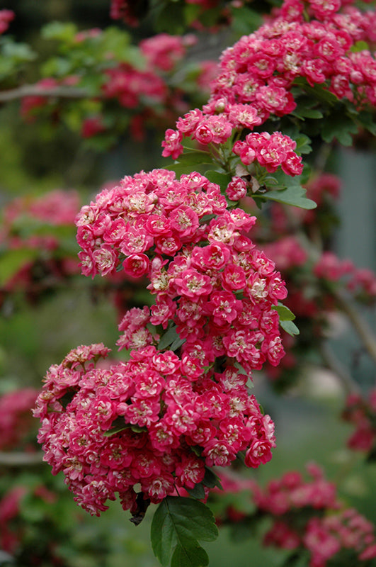 Crataegus 'Toba'
