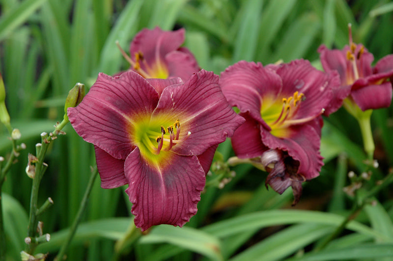 Hemerocallis 'Little Grapette'