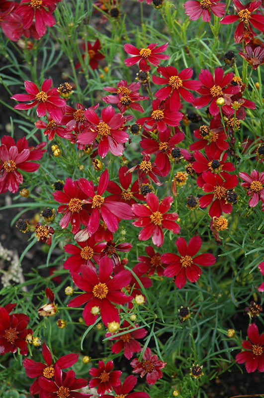 Coreopsis permathread 'Red Satin'