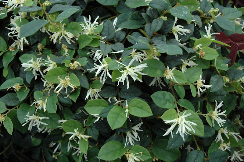Loropetalum 'Jazz Hands White'